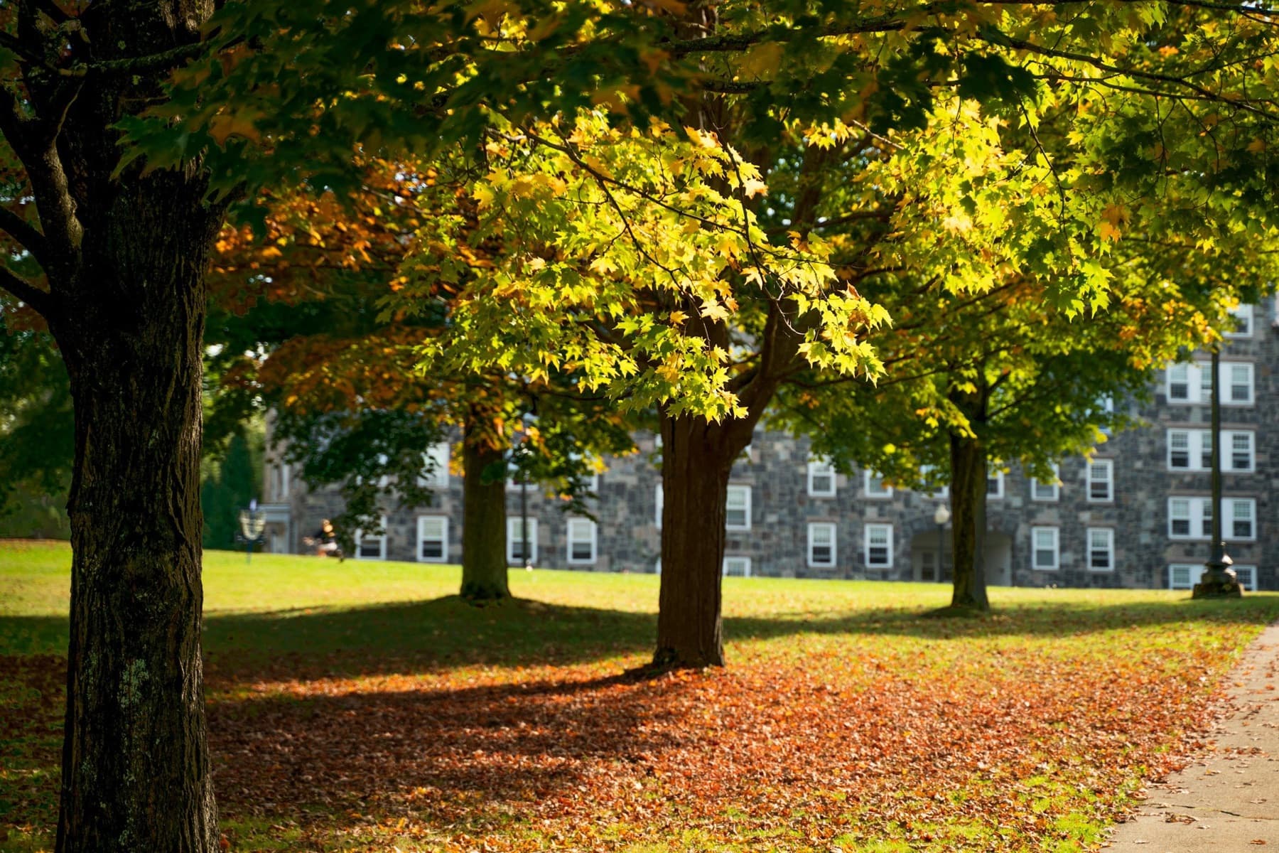 Sunlit maple trees casting long shadows across a leaf-covered lawn in front of a fieldstone campus hall